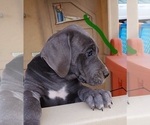 Small Photo #35 Great Dane Puppy For Sale in OGDEN, UT, USA