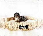 Image preview for Ad Listing. Nickname: AKC Violet