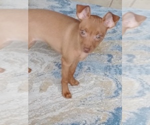 Miniature Pinscher Puppy for sale in CHARLOTTE, NC, USA