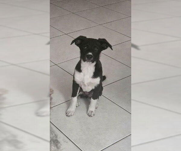 Medium Photo #5 Anatolian Pyrenees Puppy For Sale in Royal Palm Beach, FL, USA