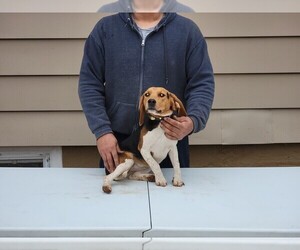 Beagle Puppy for sale in NEW BRIT, CT, USA