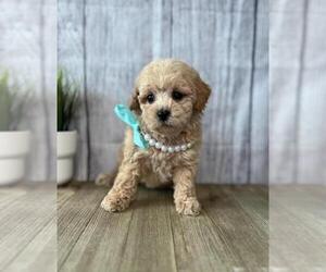 Poodle (Toy) Puppy for sale in ORO VALLEY, AZ, USA