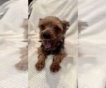 Small #3 Mutt