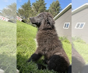 Australian Shepherd Dogs for adoption in LONG GROVE, IA, USA
