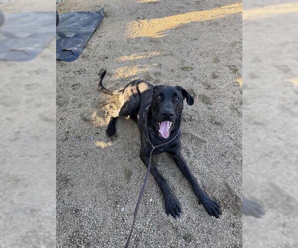 Medium Photo #1 Great Dane-Unknown Mix Puppy For Sale in Chula Vista, CA, USA