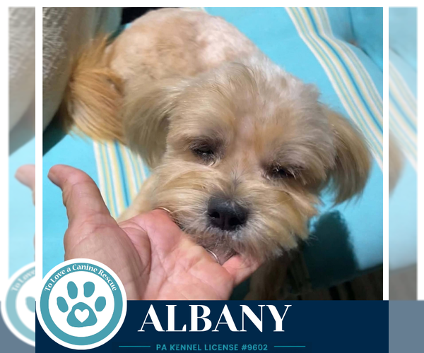 Medium Photo #2 Shih Tzu-Unknown Mix Puppy For Sale in Kimberton, PA, USA