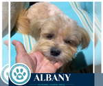 Small Photo #2 Shih Tzu-Unknown Mix Puppy For Sale in Kimberton, PA, USA