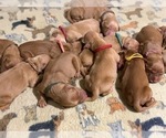 Small Photo #4 Golden Retriever Puppy For Sale in SUMMERVILLE, SC, USA