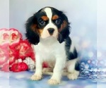 Small Photo #5 Cavalier King Charles Spaniel Puppy For Sale in MIAMI, FL, USA
