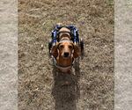 Small #8 Dachshund