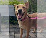 Small #4 Australian Kelpie-Golden Retriever Mix
