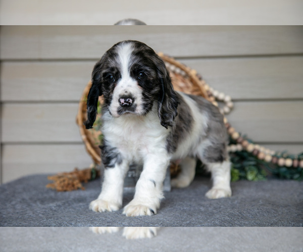 Medium Photo #10 Cocker Spaniel Puppy For Sale in SEAMAN, OH, USA