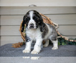 Small #3 Cocker Spaniel