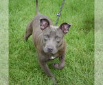 Small #2 American Staffordshire Terrier-Bulldog Mix