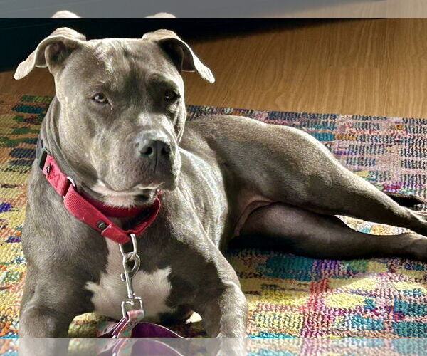 Medium Photo #13 Staffordshire Bull Terrier-Unknown Mix Puppy For Sale in Mount Laurel, NJ, USA