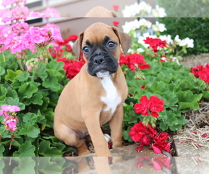 Boxer Puppy for sale in SHILOH, OH, USA