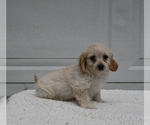 Cavachon-Poodle (Miniature) Mix Puppy for sale in DALTON, OH, USA