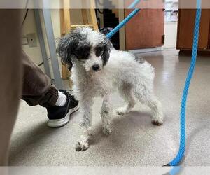 Medium Poodle (Miniature)