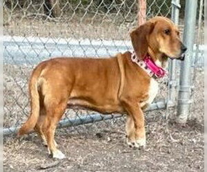 Basschshund Dogs for adoption in Deepwater, NJ, USA