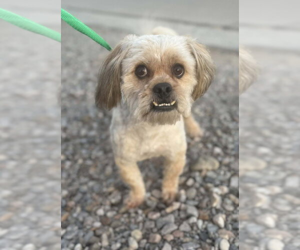 Medium Photo #2 Shih Tzu-Unknown Mix Puppy For Sale in Vail, AZ, USA
