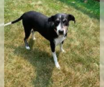 Small #7 Labrador Retriever Mix
