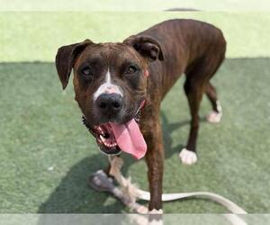 Medium Boxer Mix