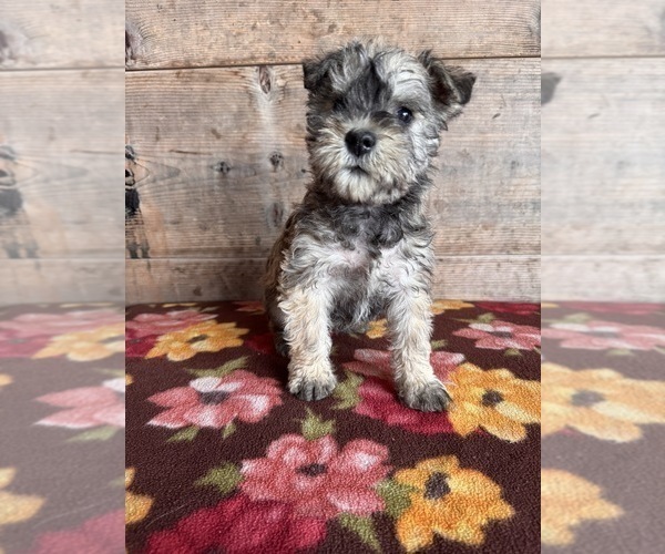 Medium Photo #4 Schnauzer (Miniature) Puppy For Sale in VERMONTVILLE, MI, USA