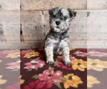 Small #3 Schnauzer (Miniature)