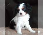 Small Photo #116 Cavalier King Charles Spaniel Puppy For Sale in HOWLAND, OH, USA