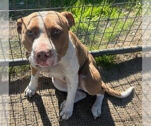 American Pit Bull Terrier-Unknown Mix Dogs for adoption in Waco, TX, USA