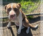 Small American Pit Bull Terrier Mix