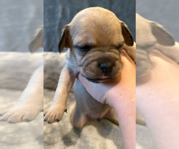 Medium Photo #3 French Bulldog-Unknown Mix Puppy For Sale in Lake Forest, CA, USA