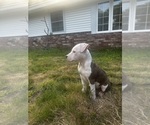 Small #13 American Pit Bull Terrier