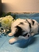 Small Photo #6 Japanese Chin Puppy For Sale in SALEM, OR, USA