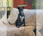 Small Photo #2 Boxer-Staffordshire Bull Terrier Mix Puppy For Sale in Chandler, AZ, USA