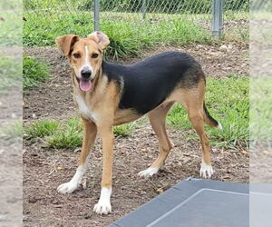 Coby - Male Beagle-Unknown Mix Dog for Adoption - Photo #4