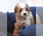 Small #1 Cavapoo