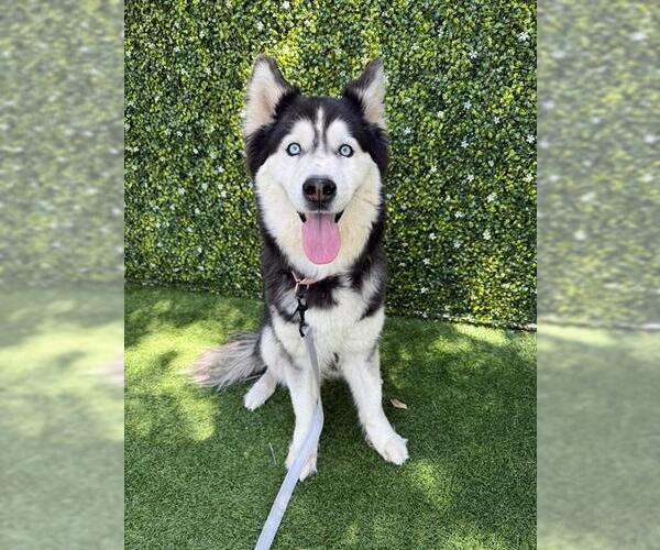 Medium Photo #1 Siberian Husky Puppy For Sale in Naples, FL, USA