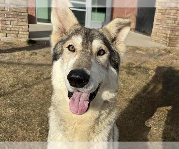 Medium Photo #1 Alaskan Malamute-German Shepherd Dog Mix Puppy For Sale in Pueblo, CO, USA