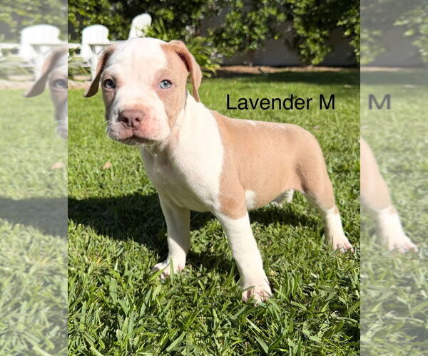 Medium Photo #1 Mutt Puppy For Sale in Studio City, CA, USA