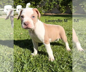 Mutt Dogs for adoption in Studio City, CA, USA