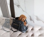 Small Photo #1 Poodle (Toy) Puppy For Sale in PORTLAND, OR, USA