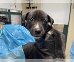 Small American Pit Bull Terrier