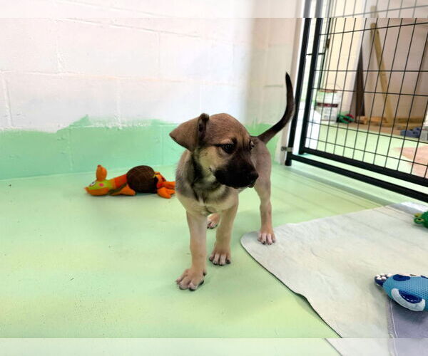 Medium Photo #6 Anatolian Shepherd-Rhodesian Ridgeback Mix Puppy For Sale in Higley, AZ, USA