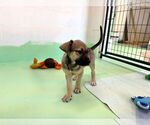 Small #5 Anatolian Shepherd-Rhodesian Ridgeback Mix