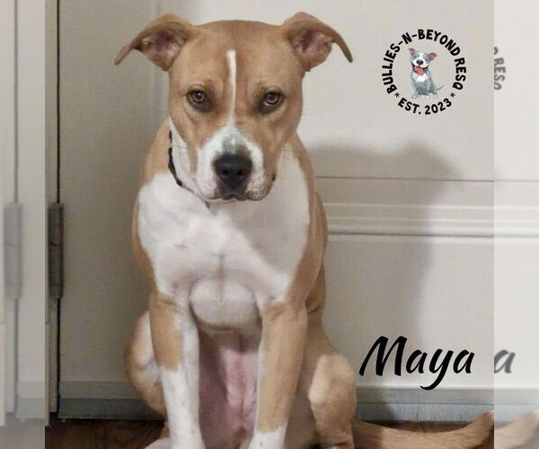 Medium Photo #1 American Staffordshire Terrier-Boxer Mix Puppy For Sale in Omaha, NE, USA
