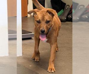 Mutt Dogs for adoption in Santa Cruz, CA, USA