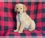Small Photo #5 Golden Retriever Puppy For Sale in LAKELAND, FL, USA