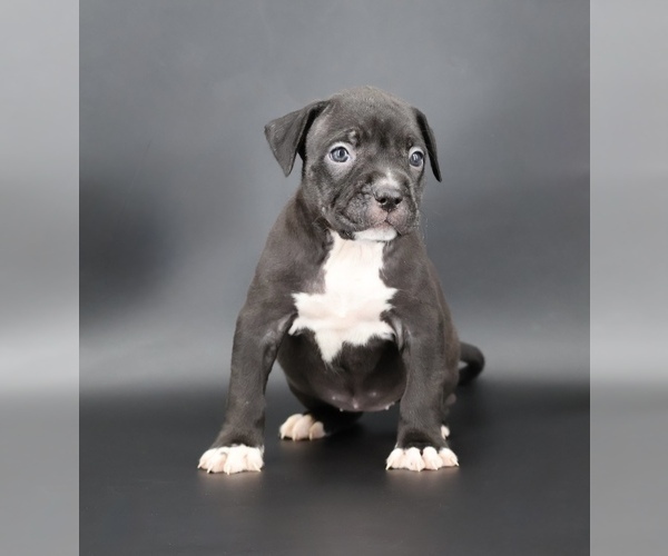 Medium Photo #2 American Bully Puppy For Sale in CHAMPAIGN, IL, USA