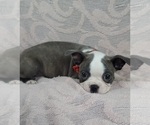 Small Photo #1 Boston Terrier Puppy For Sale in MINERAL WELLS, WV, USA